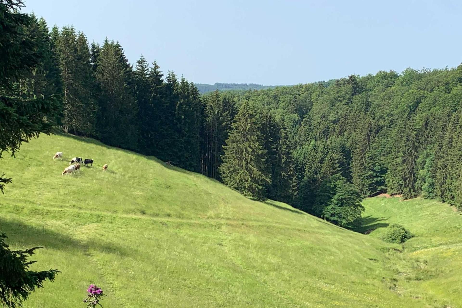 Romantikhuette Neuastenberg Winterberg Exteriér fotografie